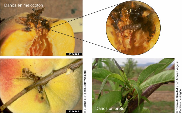 Daños en albaricoques causados por la Anarsia lineatella