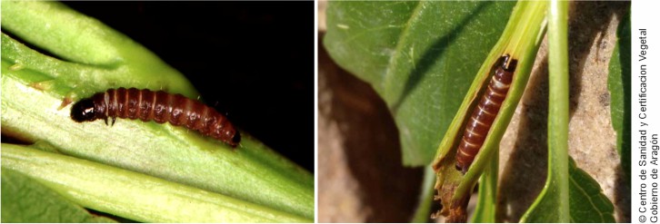 Larva de Anarsia lineatella